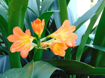 Lily petal nature