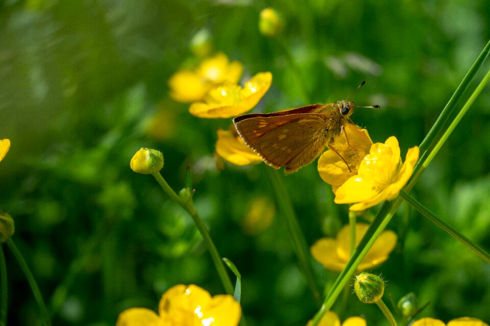 Butterflies nature close up