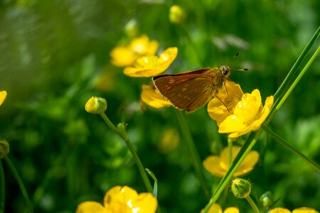 Butterflies nature close up