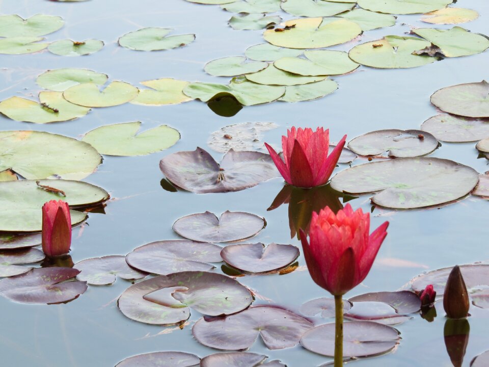 Water beautiful flower bud