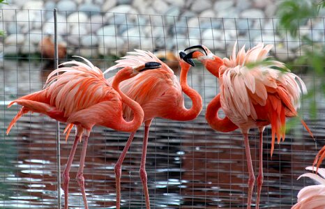 Birds pink flamingo feathered race photo