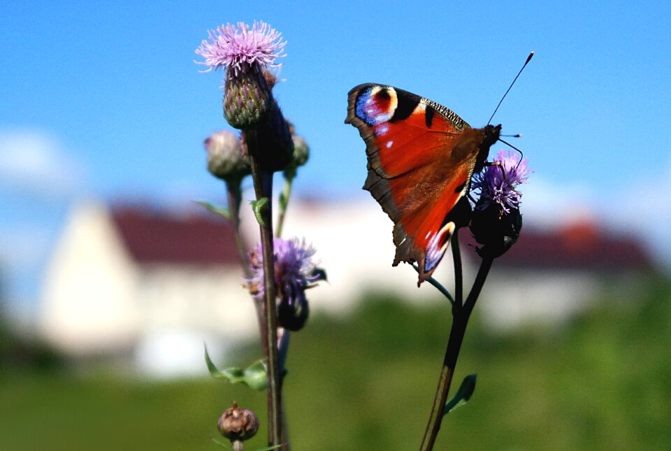 Butterfly nature insect