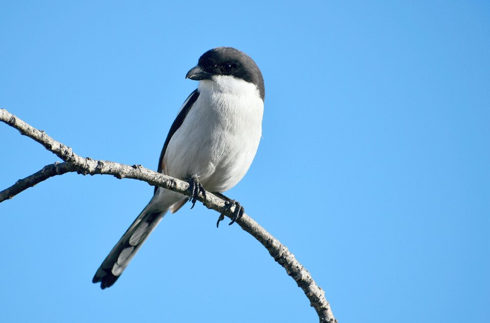 Fiscal shrike perch predator