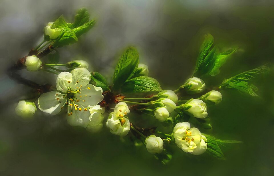 Spring plum blossom sunlight