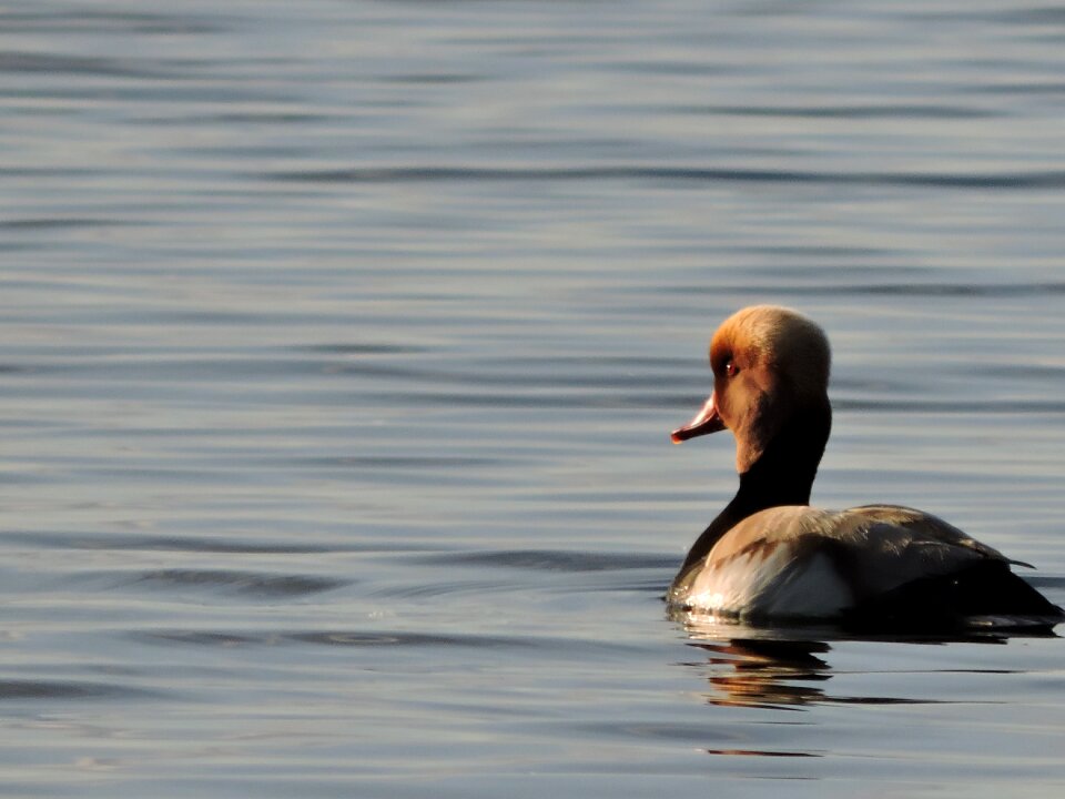 Duck nature water
