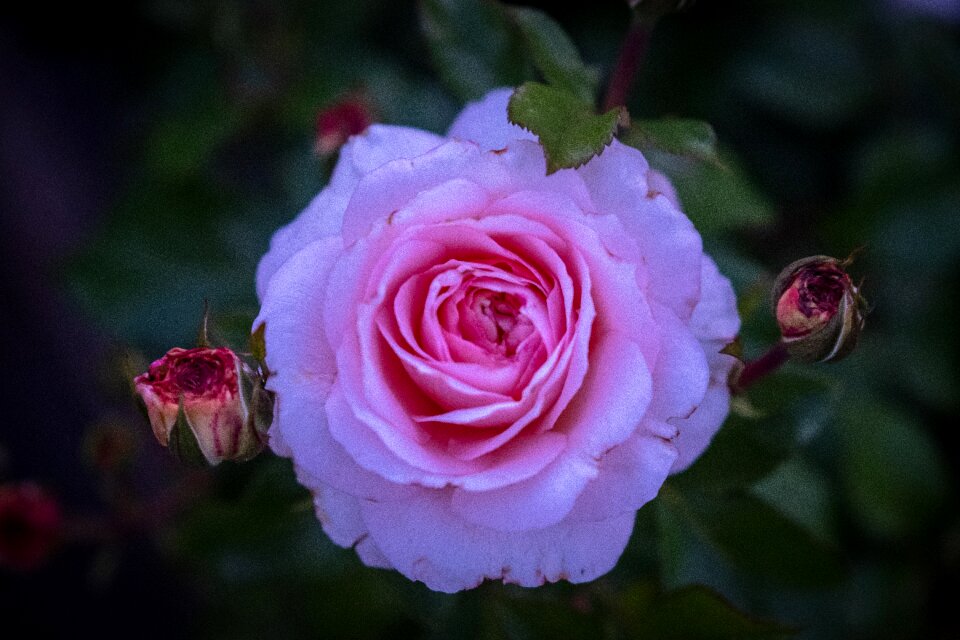 Bloom purple white