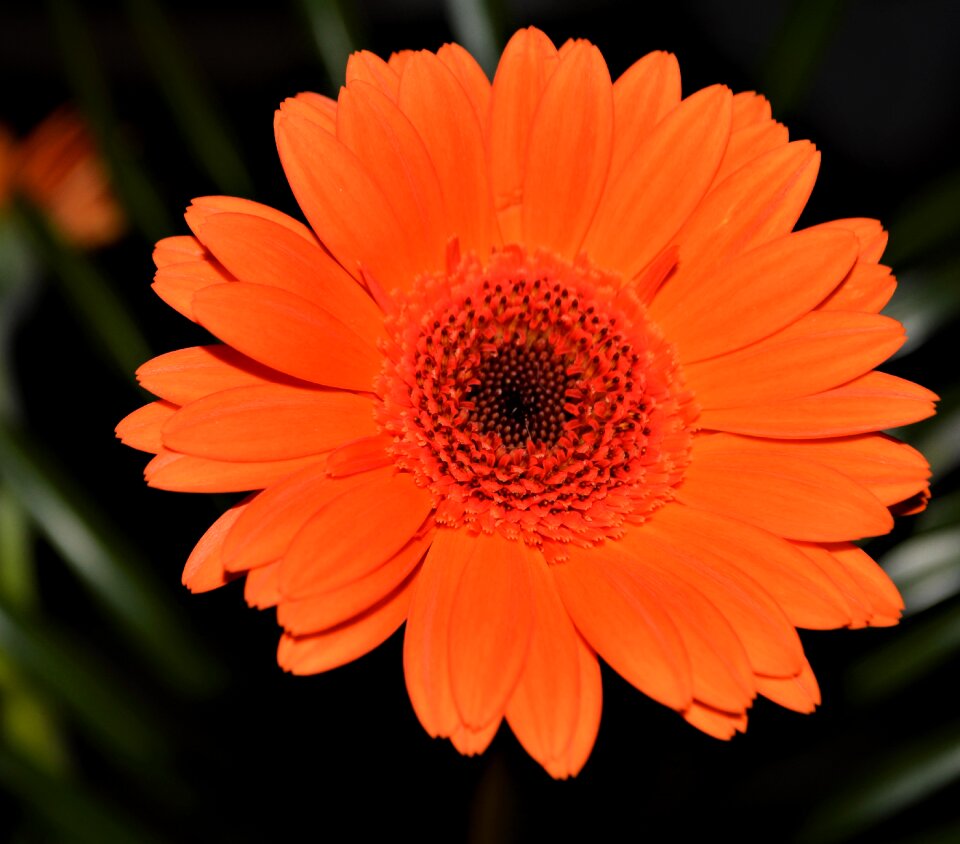 Orange flower close up