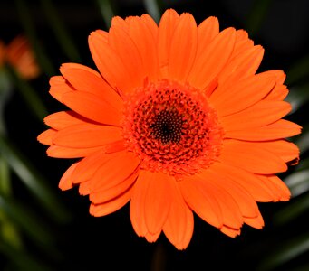 Orange flower close up photo