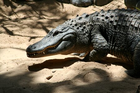 Crocodile reptiles animals photo