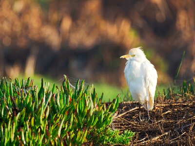 Egret nature wildlife photo