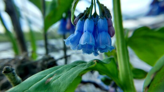 Bluebells green blue