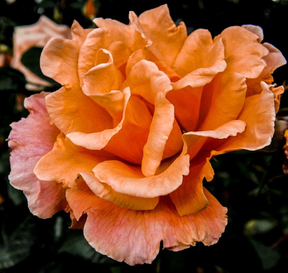 Summer plant