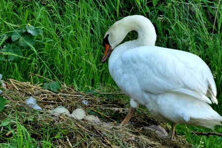 Spring waterfowl nature reserve