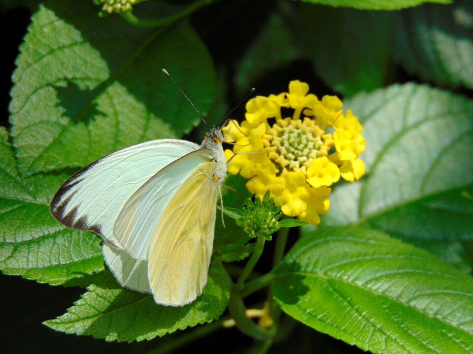 Nature flower insect