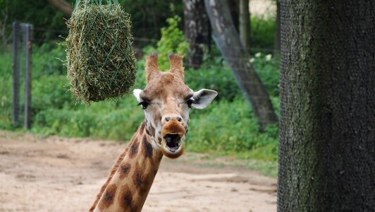 Summer safari animal