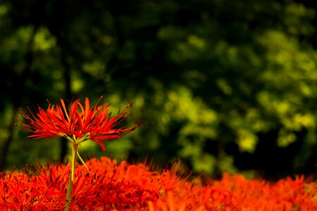 Autumn flowers spider lily plant photo