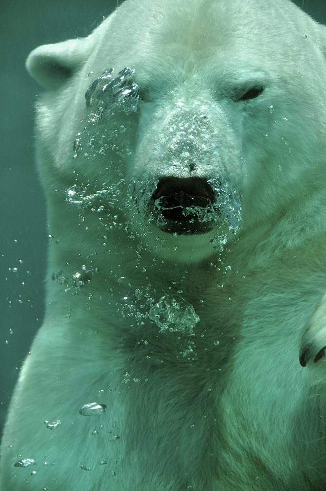 Animal mammal submerged