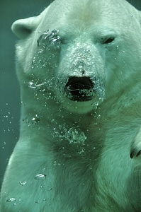 Animal mammal submerged