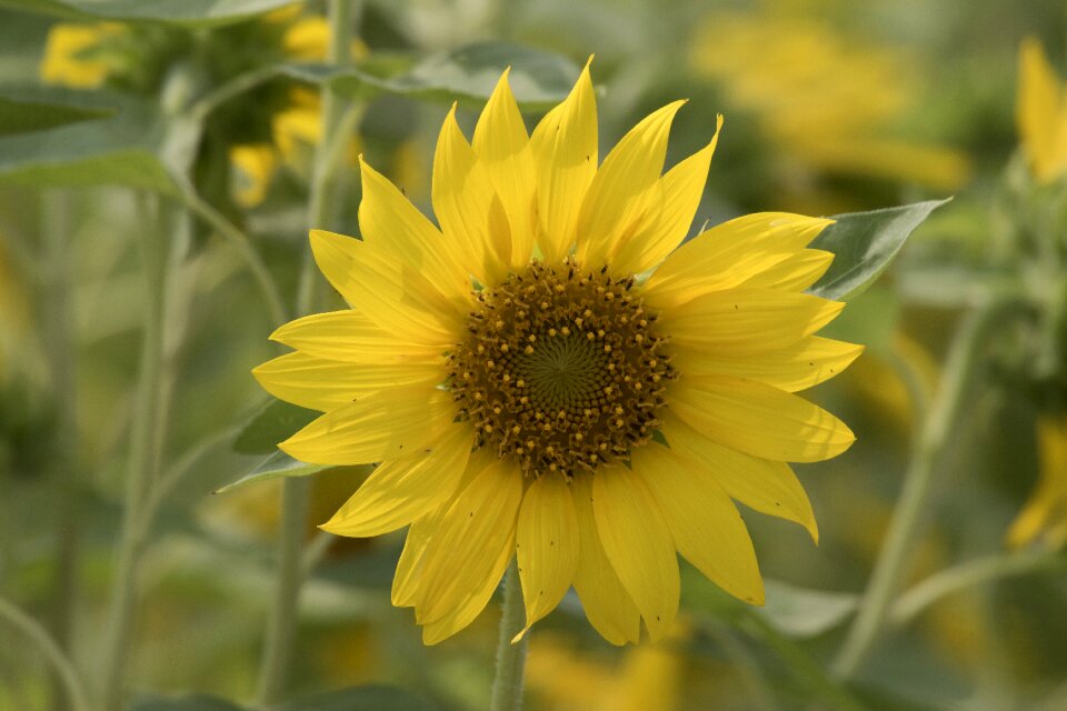 Flowers yellow nature