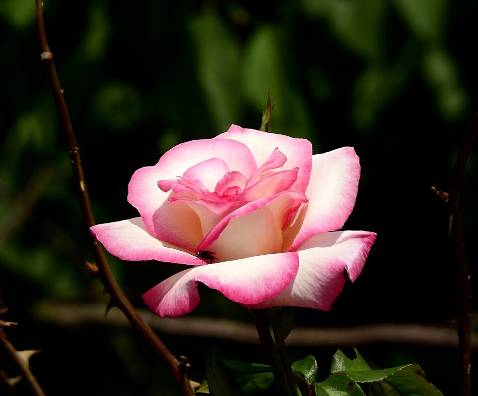 Rose garden blooming flower rose petals
