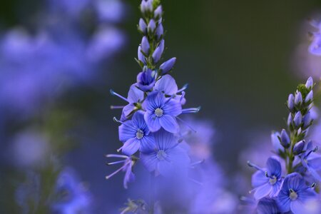 Blue flowers spring botany