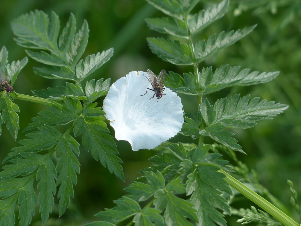 Nature apple blossom white
