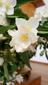 Nature plant floral