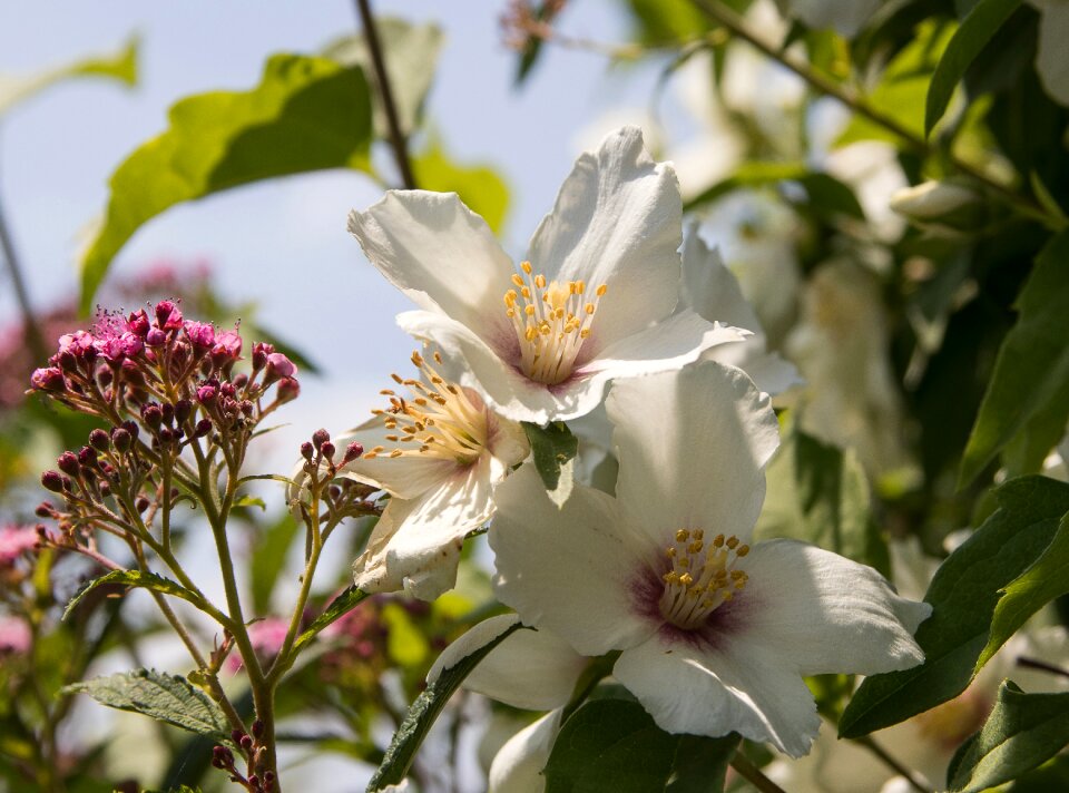 Nature plant summer