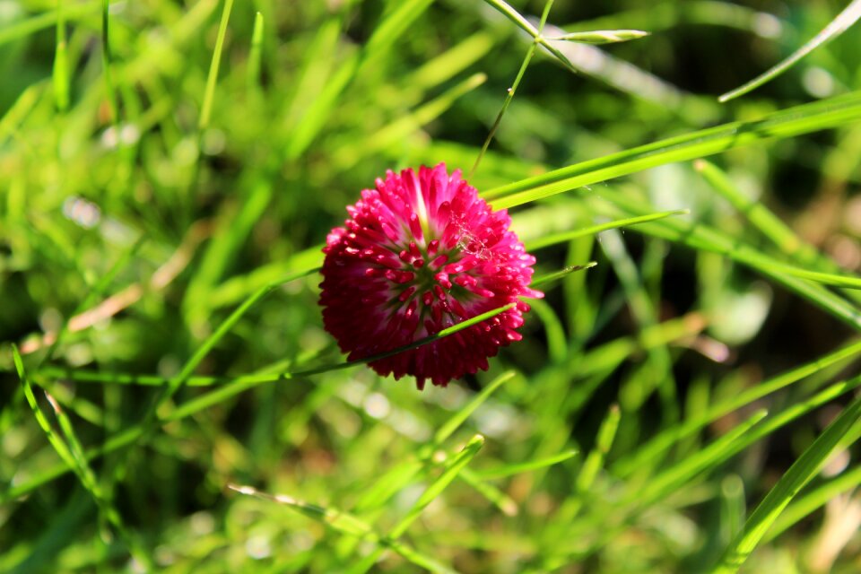 Polyana meadow herbs