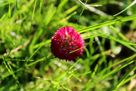 Polyana meadow herbs