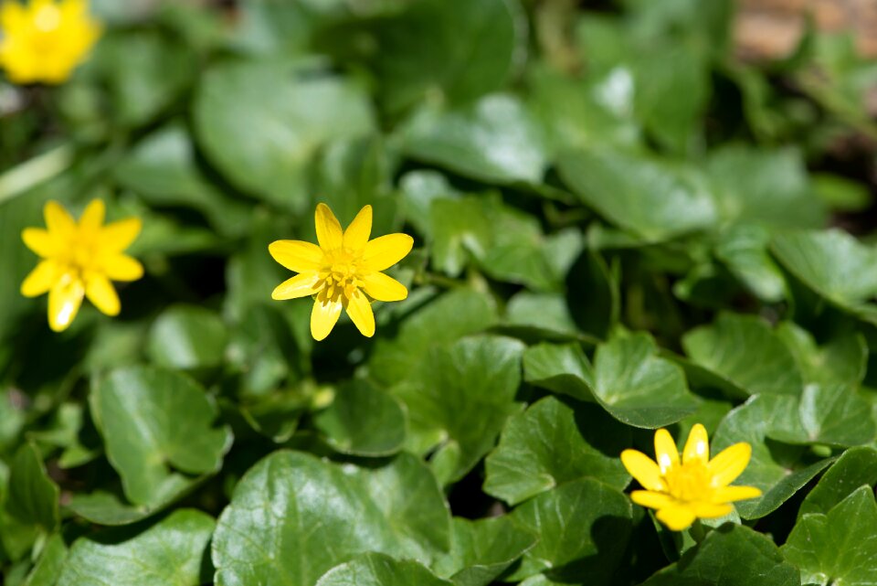 Flowers spring flowers yellow spring flowers photo