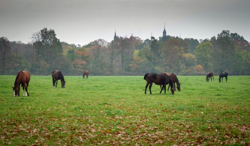 Catwalk grass pasture land photo