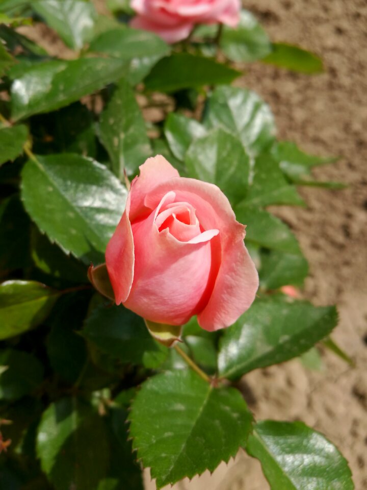 Tender rose rose beautiful flower