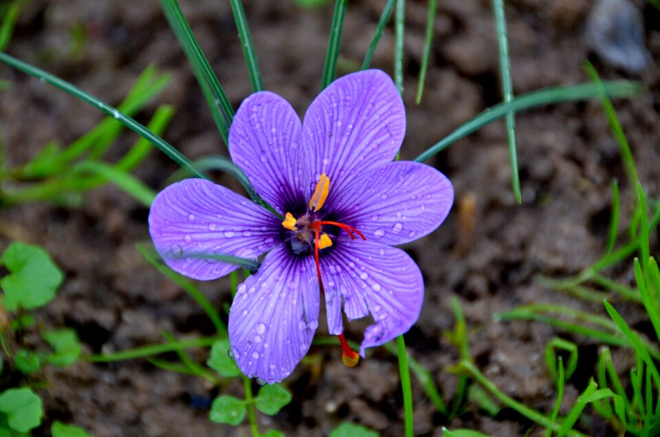 Crocus sativus red gold purple
