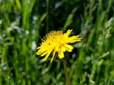 Dandelion yellow