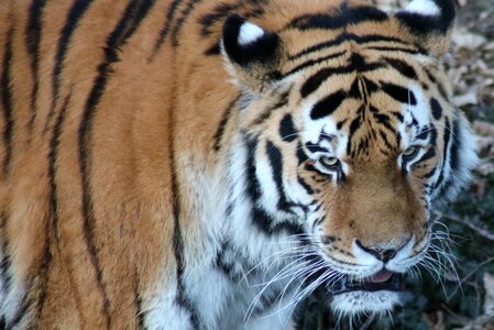 Big cat carnivores africa