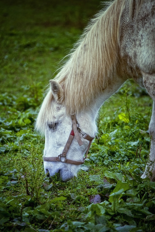 White horse head animals