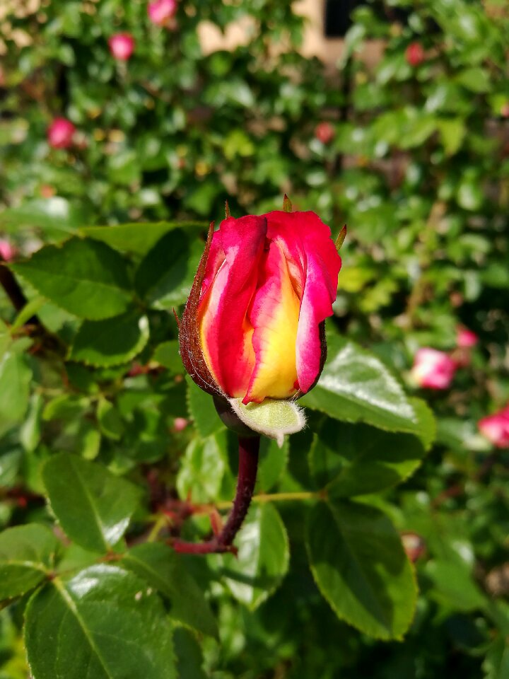 Summer pink rose macro
