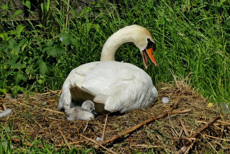 Eggs spring fledglings