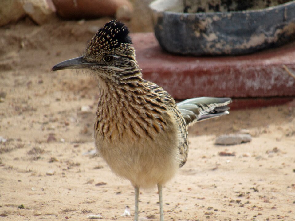Animal nature southwest