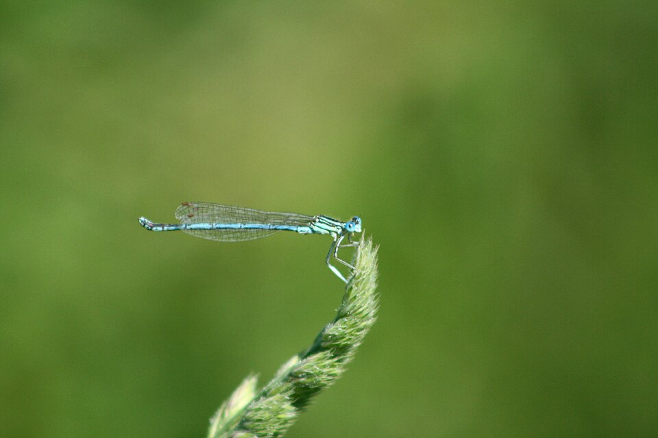 Water lake insect