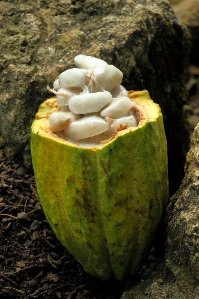 Cacao chocolate fruit