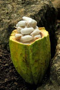 Cacao chocolate fruit photo