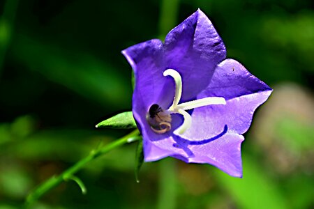Flower nature slovakia