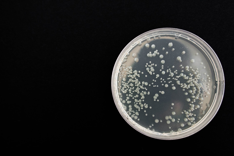 Microbiology infection cell