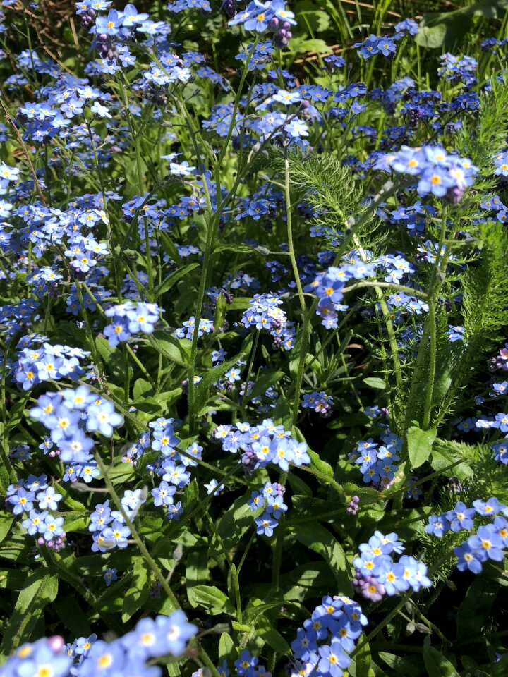 Forget me not flower blue