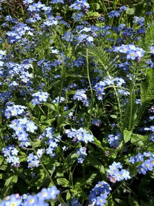 Forget me not flower blue