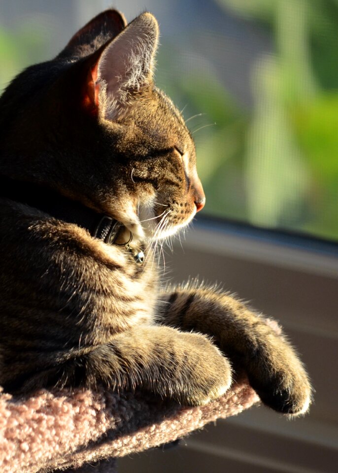 Kitten animal fur