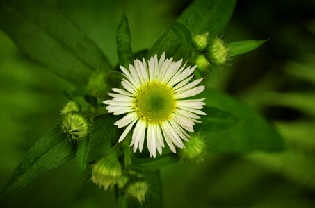 White daisy margaret wild wild flower