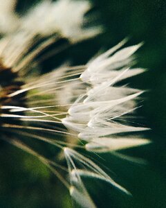 Beauty plant lockscreen wallpaper